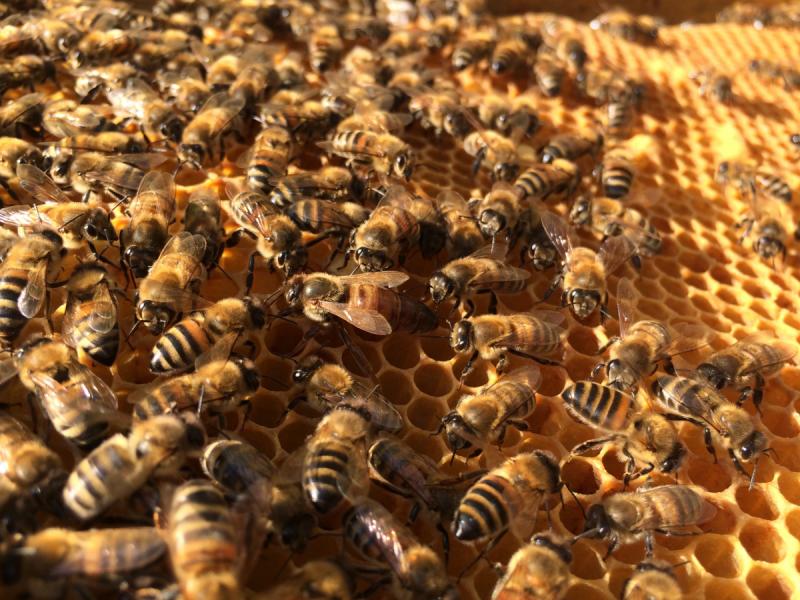 La reine et ses abeilles